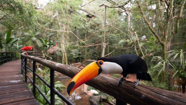 Parque Das Aves